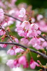 桜の花　春のイメージ