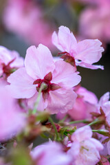 Obraz premium 桜の花 春のイメージ