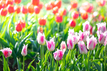 Fototapeta premium 津y－リップの花 春のイメージ