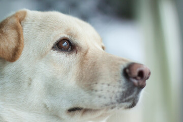 portrait of a dog - looking up