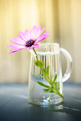デイジーの花　春のイメージ