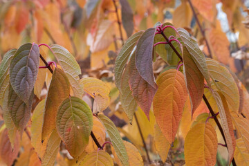 Hydrangea paniculata 'Wims Red' Detail Herbstfärbung