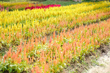 Celosia Plumed cockscomb flower in flora field