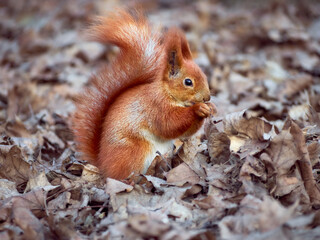 Cute squirrel in the park.