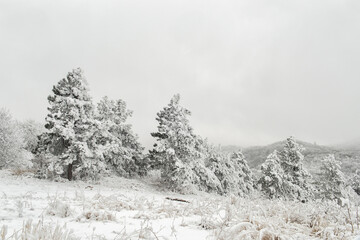 Snowy tree in the field.