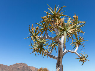 kokkerboom