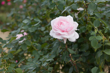 秋の薔薇の花 Pink rose flower that blooms in autumn.	