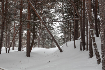 Evergreen pine forest with snow in the mountains