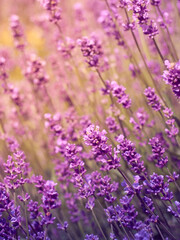 Obraz premium Soft focus on lavender flowers.