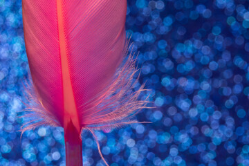 water drops on pink feather on blue background