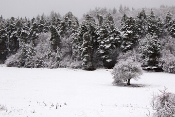 Pine trees forest and wild during snowfall, snow on the branch, snowy pine trees landscape