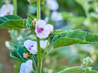 Wild flower Althaea officinalis in the garden.