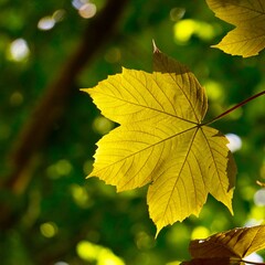 green tree leaves in autumn season, green background