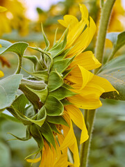 Sunflowers blooming in the field