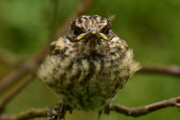 Bird Gaze of a Young Thrush on the surrounding wildlife