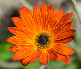 fiore isolato di gerbera arancio