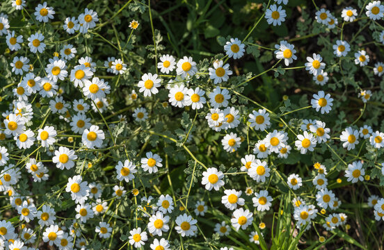 sfondo di fiori di tanacetum