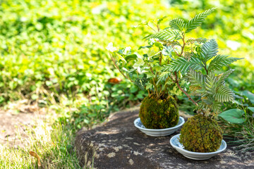 苔盆栽　和風イメージ