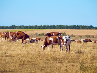 Cows on a dry field.