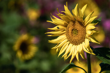 Naklejka premium ひまわりの花 夏のイメージ