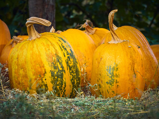 Orange autumn pumpkins on the farm.
