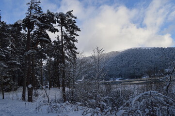 Fototapeta na wymiar winter forest in the snow