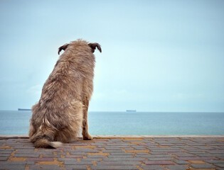 Lonely homeless shaggy dog looking at the sea
