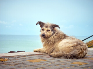 Alone homeless shaggy dog with a piercing eyes.