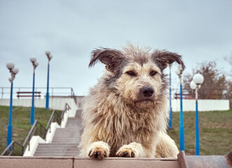 Alone homeless shaggy dog with a piercing eyes.