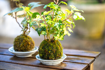 苔盆栽　和風イメージ