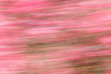 Artsy motion blurred pink flowers.