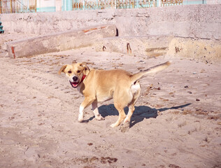 Active dog playing on the beach