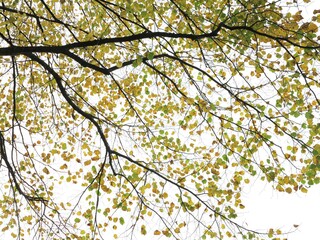 Tree Branches with Autumn Leaves