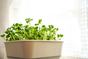 かいわれ大根の室内栽培