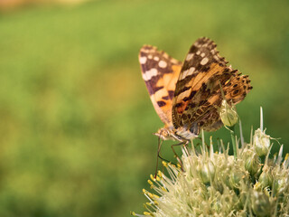 Colorful butterfly on a flower.