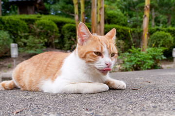 A cat that appeared near the temple