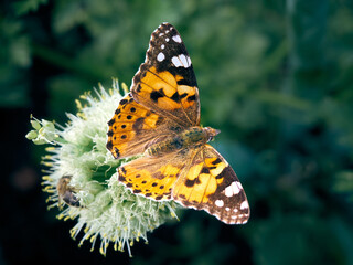 Colorful butterfly on a flower.