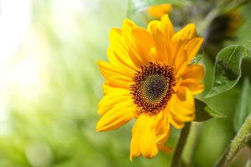 ひまわりの花　夏のイメージ