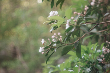 Spring background with branch with little pink and white flowers and green leaves and bokeh