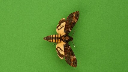 Female Death's head hawk-moth (Acherontia atropos) rotating on a green
