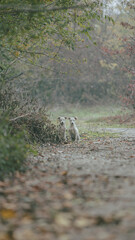 two puppies in forest