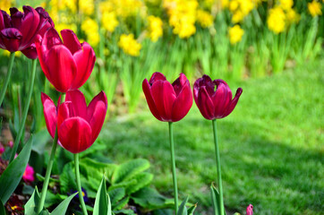 Purple colored tulips are in garden with green background.