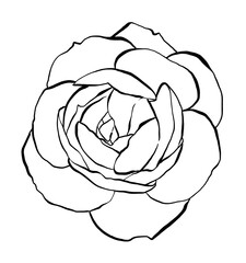 Hand drawn Rose Vector Illustration in black and white