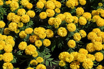 Marigolds shades of yellow and orange, Floral background (Tagetes erecta, Mexican marigold, Aztec marigold, African marigold), at Suan Luang Rama 9 Park