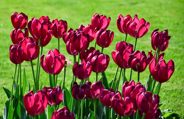 Purple colored tulips are in garden with green background.