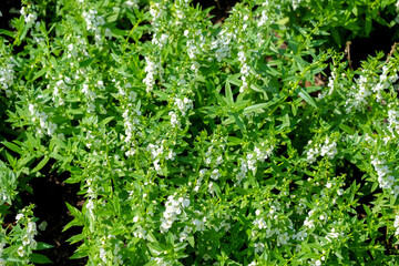 Angelonia Serena flower (Little Turtle Flower) in garden at winter,  Flower Field in the Garden, Purple flower at suanluang rama 9.