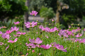 Pink cosmos flower blooming in the field, beautiful cosmos flowers in garden at suanluang rama 9.