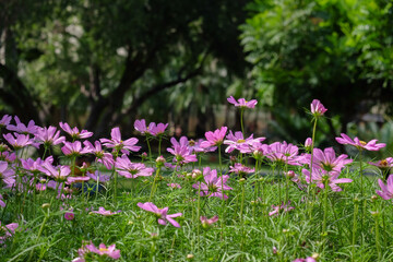 Pink cosmos flower blooming in the field, beautiful cosmos flowers in garden at suanluang rama 9.