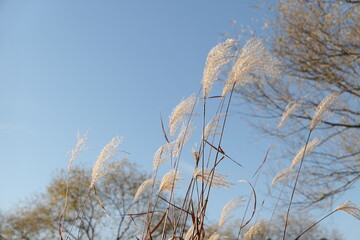 Autumn scenery along the Jinju River