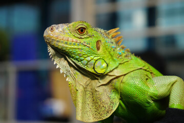 iguana on a tree
